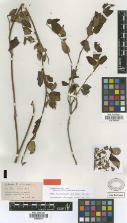 Senecio volubilis Hook.