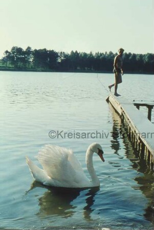 Poggensee: Freibad: Schwan im Wasser: rechts Badesteg mit Mann