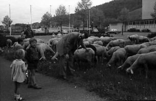 Freiburg: Schafherde vor der Stadthalle