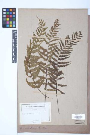 Asplenium caudatum G.Forst.