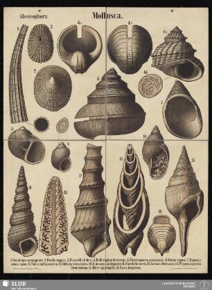 Tafel 29: Mollusca : Glossophora