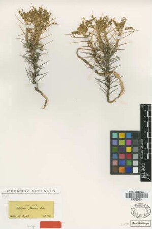 Astragalus flavescens Boiss. [syntype]