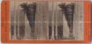 Palmen im Botanischen Garten von Rio de Janeiro, Nr. 96 aus der Serie "Marine" von der Weltumsegelung auf der S.M.S. "Hertha"