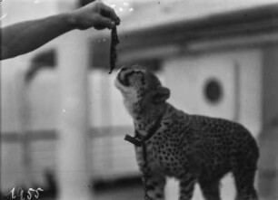 Gepard : Ein junger Gepard wird mit einem Stück Fleisch gefüttert