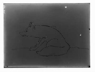 Sitzender Fuchs : Sitzender Fuchs. Umrisszeichnung (vor 1945; E. Richter)