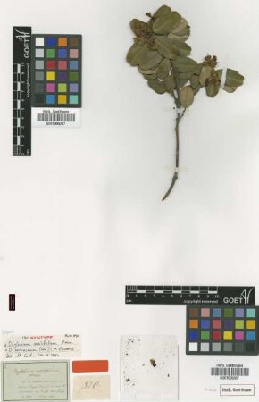 Oxylobium ovalifolium Meisn. [Isosyntype]