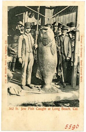 Long Beach, Kalifornien. Jew Fish Caught at Long Beach, California