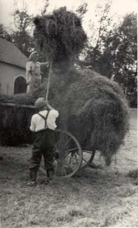 Heuernte in Kuckau : Synowe žně w Kukowje