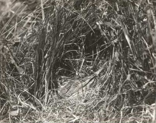 Grauammer (Emberiza calandra L.), brütend