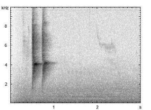Buchfink | Fringilla coelebs - Ruf