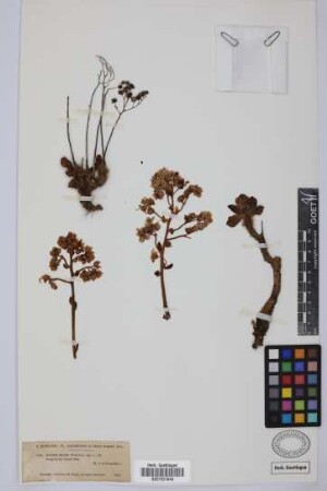 Aeonium smithii (Sims) Webb & Berth.