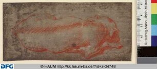 Schlafender Hund