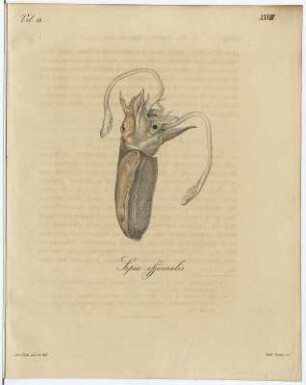 Sepia officinalis : Zumpe, Gustav Adolph Ludwig nach Dietze, Julis Athanasius: Sepia officinalis (Tintenfisch), Vol. 12. Tab. XXVIII. Radierung, kol.; 254 x 202 mm (Blattgröße). Aus: Carus, Carl Gustav: Icones sepiarum in litore maris mediterranei collectarum. Cum tabulis V. aeneis pictis. 1830. Dresden: SLUB Zool.677