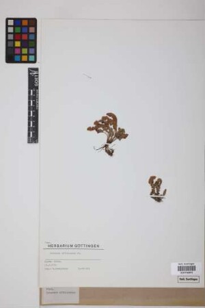 Ceterach officinarum DC.