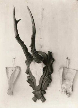 Reh (Capreolus capreolus)?. Unregelmäßiges Gehörn mit Rosen. Sächsische Jagdausstellung 1935