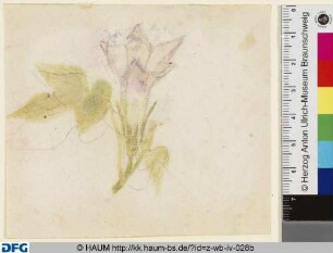 Studie einer Blume