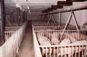 Fotografie: Fütterungstechnik, Mastschwein, Trockenfütterungsanlage, Vollspaltenboden
