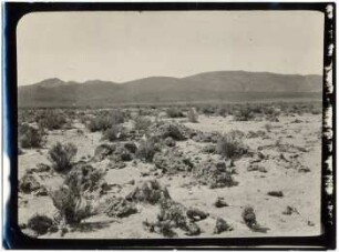 Höckerige Kalkkrusten in der Pampa von Chulpani
