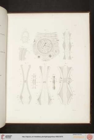 Tafel I-IV