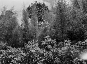 Dichter Wald : Dichte Wald