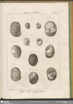 Pl. 453. Natice. Natica