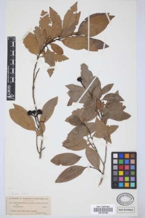 Ocotea foetens (Ait.) Benth. & Hook. f.