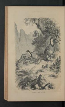 Tafel: Greek partridges.