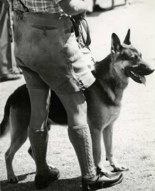Schäferhund