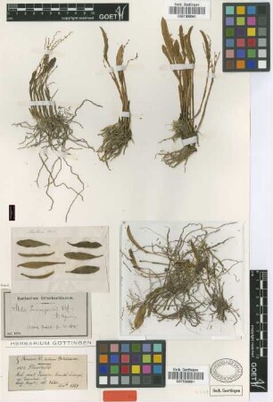Stelis iminapensis Rchb.f. [isotype]