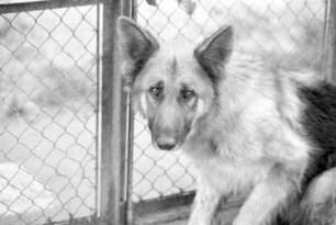Aufnahme herrenloser und während der Urlaubszeit ausgesetzter Tiere im Tierheim Daxlanden