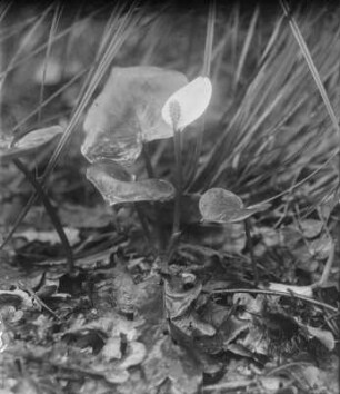Drachenwurz : Drachenwurz (Calla palustris Linnaeus).