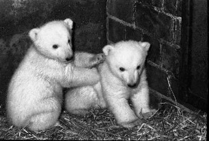 Nachwuchs bei den Eisbären im Karlsruher Zoo