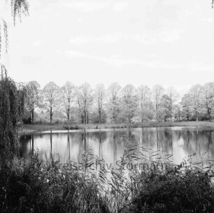 Mühlenteich: vorn Schilf: am gegenüberliegenden Ufer Hansdorfer Mühlendamm und Baumreihe