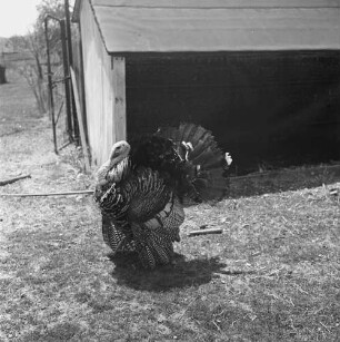 Long Island, Underhill Farm, Truthahn