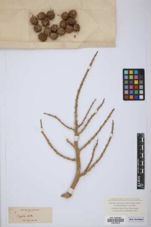 Corypha elata Roxb.