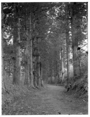 Nikko-Cryptomeria-Allee : Weltreisen. Japan. Cryptomeria-Allee (Zedernallee) bei Hakone oder Imaichi (Nikkō)