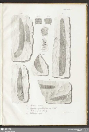 Fasc. VII. Tab. XXXII. Fig. 1-2. Huttonia carinata. Fig. 3. Equisetum infundibuliforme var. ß Gutb. Fig. 4. Huttonia spicata Sternbg. Fig. 5-7. Volkmannia major