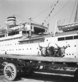 Reisefotos Italien. Messina. Ochsengespann im Hafen, Milwaukee im Hintergrund am Kai
