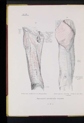 Aponeurosis extremitatis inferioris.