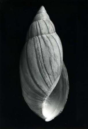 Glaudina sowerbyana, Mexiko