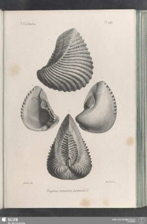 Pl. 295