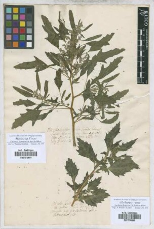 Atriplex