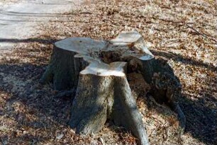 Allee: vierreihige Lindenallee: Detailaufnahme: Baumstumpf, Schnittfläche nach Fällung: 13. März 2003