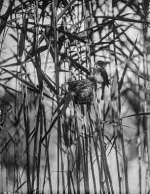Teichrohrsänger : Teichrohrsänger (Acrocephalus scirpaceus) am Nest.