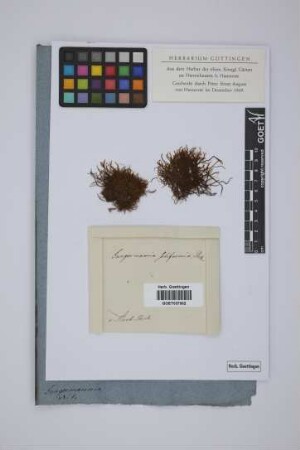 Jungermannia setiformis Ehrh.