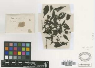 Loranthus cubensis Griseb. [type]
