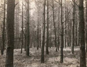 Dohnenstieg im Wald