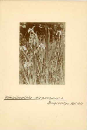 Sumpf-Schwertlilie