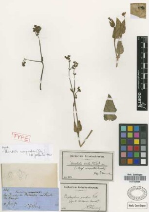 Oxybaphus campestris Griseb. [holotype]