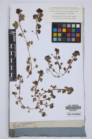 Veronica hederifolia L.